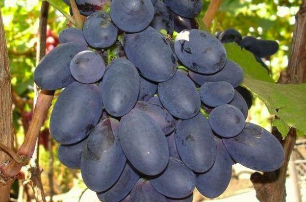 ผลไม้อร่อยมาก