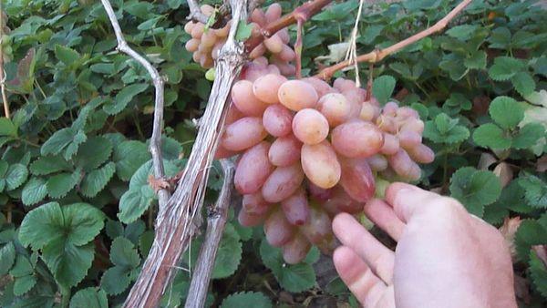 Description et caractéristiques du cépage Novotcherkassk Jubilee