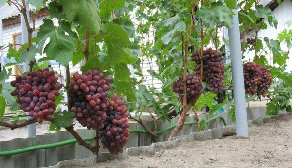 raisins sur la parcelle