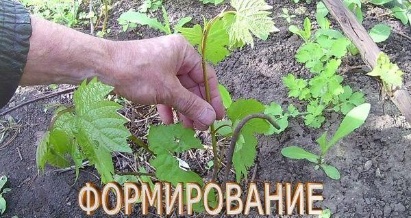 Formation de buissons