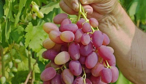 Résistance aux maladies