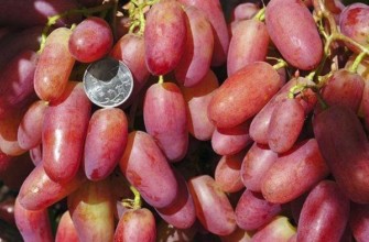 องุ่นขนาดใหญ่