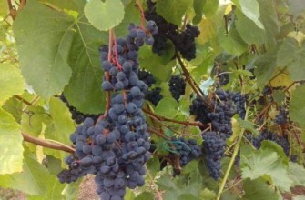 องุ่นดำ