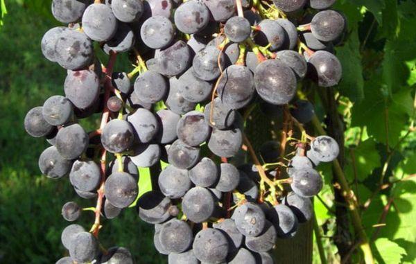 ผลผลิตองุ่น