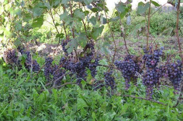 การปลูกองุ่น