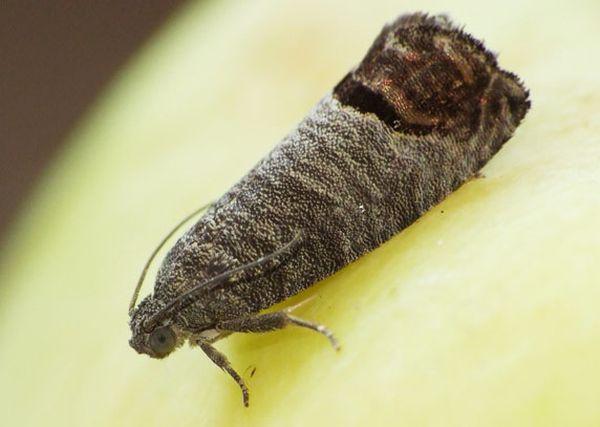 ผีเสื้อมอดคอดลิ่ง