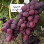 องุ่นแดง