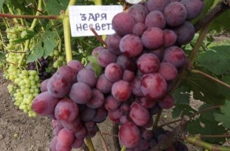 องุ่นแดง