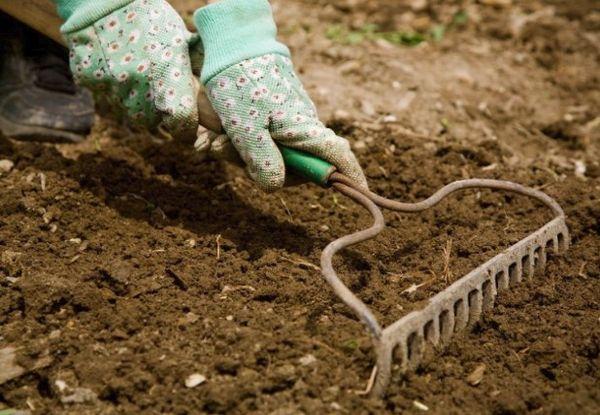 การเตรียมดิน