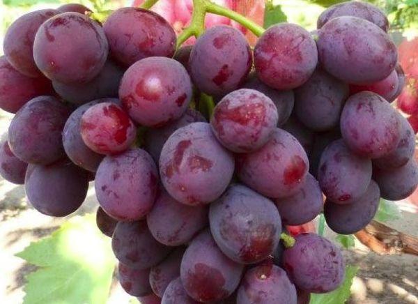 การเก็บรักษาพืชผล