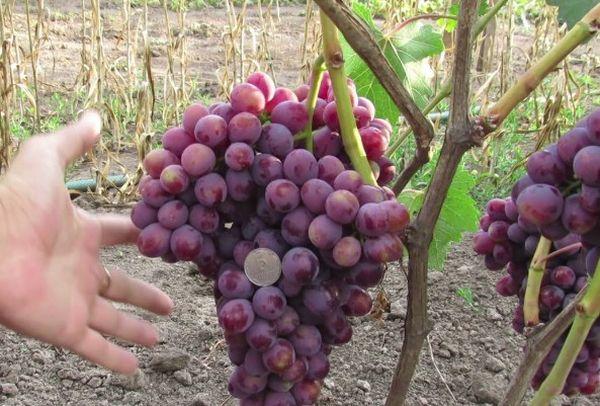 ลักษณะของพวง