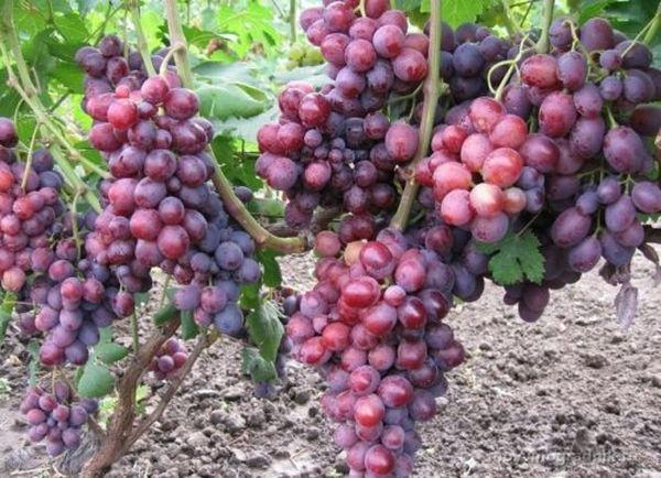 องุ่นทนน้ำค้างแข็ง