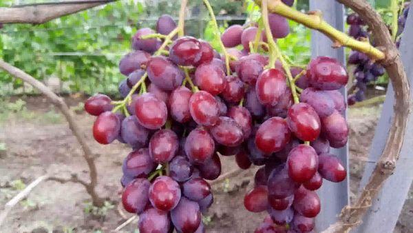 ผลเบอร์รี่สุก