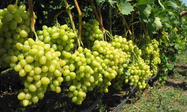 องุ่นทนน้ำค้างแข็ง