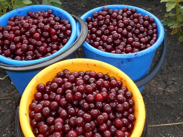 การเก็บเกี่ยวเชอร์รี่