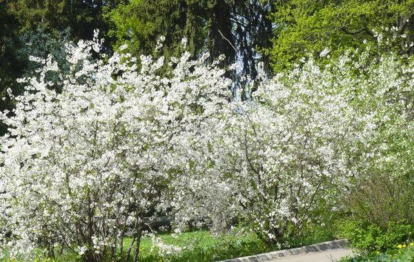 ดอกซากุระ