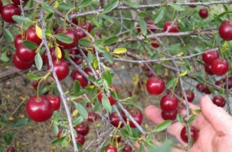 ของหวานโวลก้า