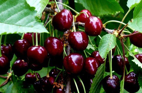 อาโมเรลยุคแรก