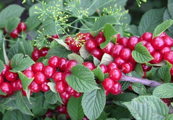 เชอร์รี่พันธุ์สักหลาด