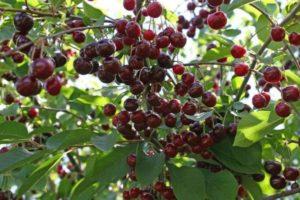 ลักษณะและลักษณะของเชอร์รี่พันธุ์โนเวลลา ความละเอียดอ่อนของการเพาะปลูก