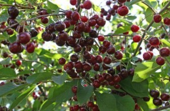 ผลของโนเวลลา