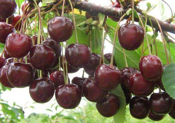 เชอร์รี่