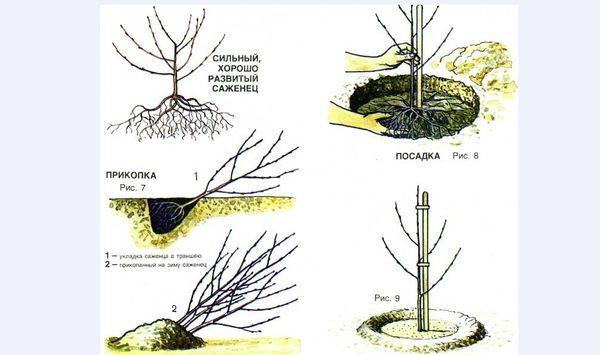กฎการลงจอด