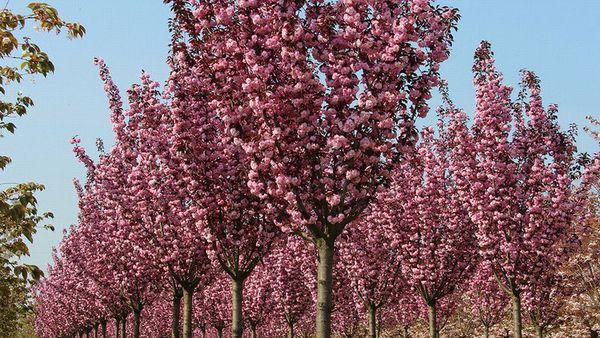 รอยัลเบอร์กันดี