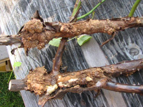 มะเร็งแบคทีเรีย