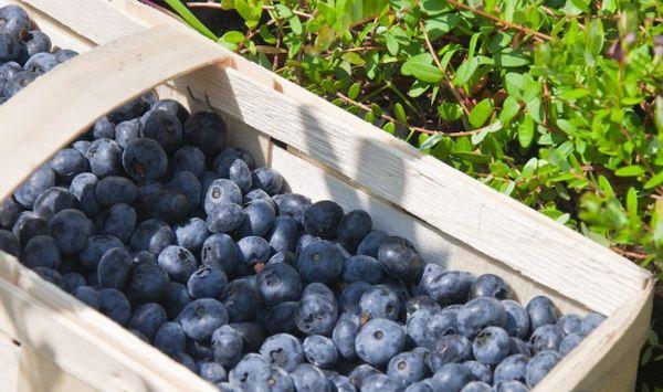 Qualités gustatives