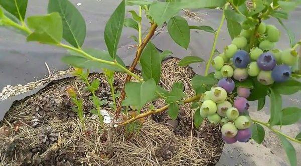 paillage des myrtilles