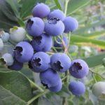 พันธุ์แม่น้ำ