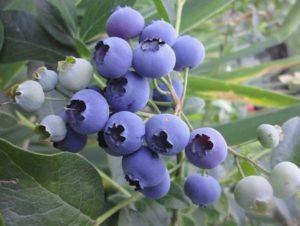 Description et directives de culture de la variété de myrtille Reka