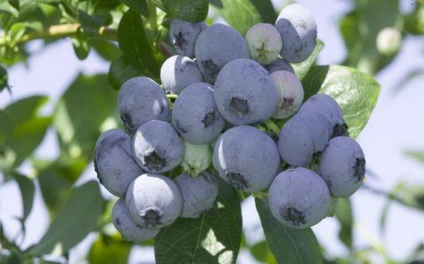 Fructification de la culture