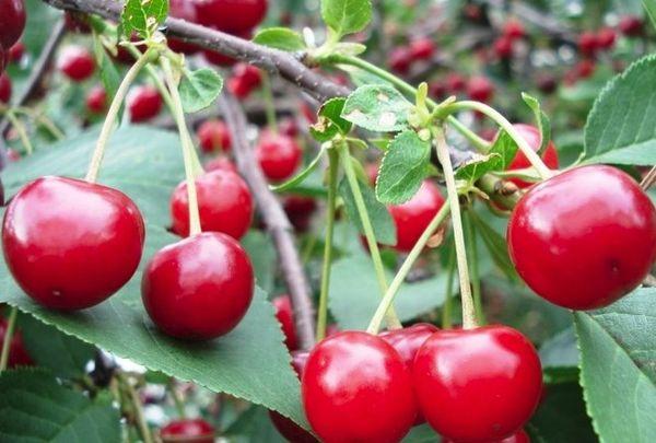 เชอร์รี่พันธุ์ชูบินก้า