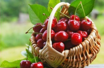 ตะกร้าเชอร์รี่