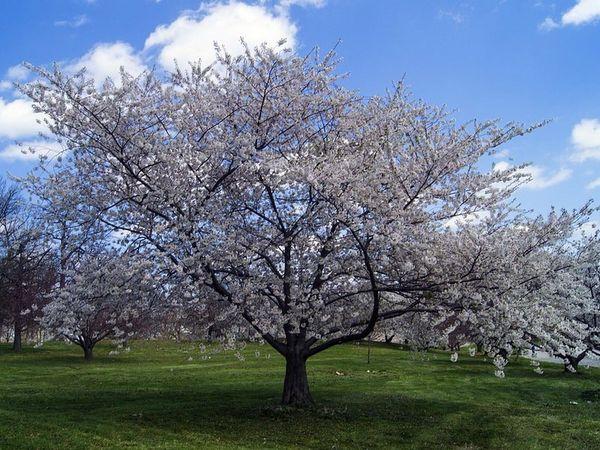 ต้นเชอร์รี่