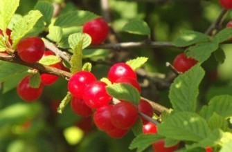 กิ่งก้านที่มีผลเบอร์รี่