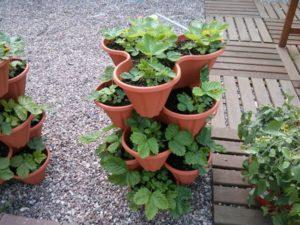 วิธีปลูกสตรอเบอร์รี่ในกระถางหรือกระถางปลูก คำแนะนำการปลูกและการดูแล