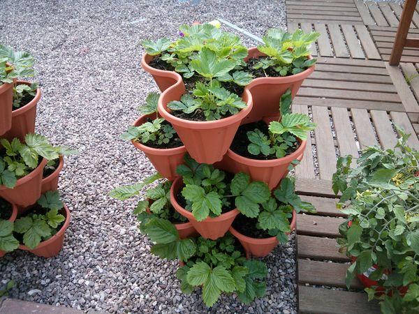 สตรอเบอร์รี่ในกระถาง