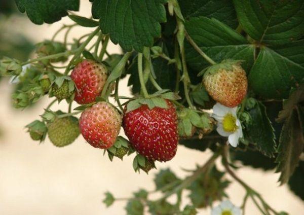 สตรอเบอร์รี่สุก