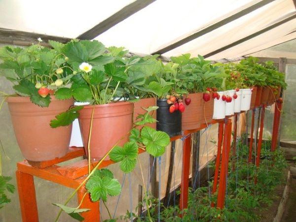 ภาชนะที่มีต้นไม้ปลูก