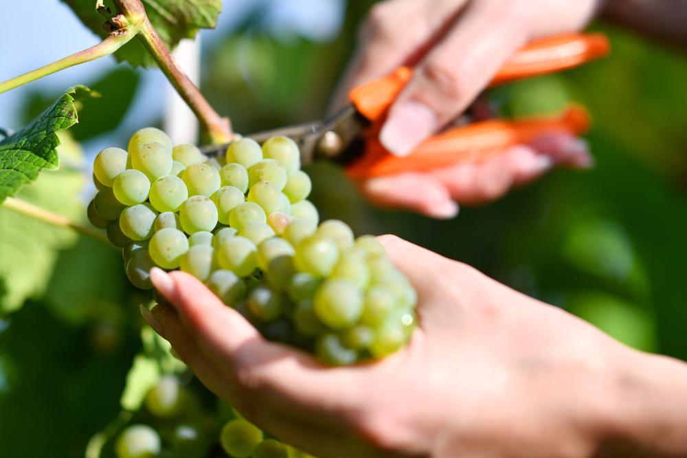 การเก็บเกี่ยวองุ่น