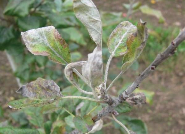 ต้นแอปเปิ้ลไหม้