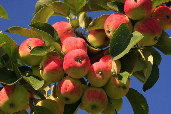 แอปเปิ้ลเซเวียร์