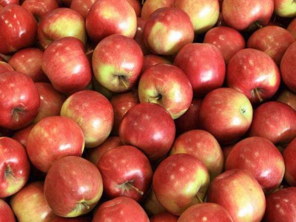 แอปเปิ้ลที่กล้าหาญ