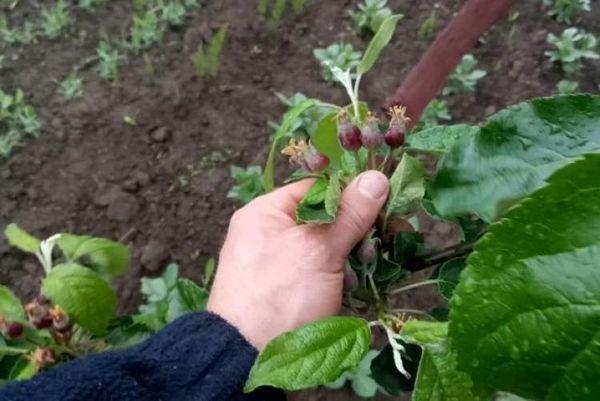 การดูแลต้นแอปเปิ้ล