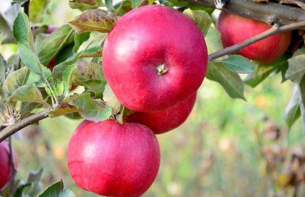 ความช่วยเหลือทางเทคนิค