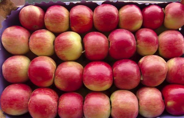 แอปเปิลที่ให้ผลผลิตสูง