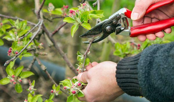 การตัดแต่งต้นแอปเปิ้ล